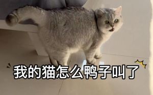 猫突然叫声嘶哑像鸭子_猫叫像鸭子？小心嗓子不舒服或感冒，注意观察及时检查！