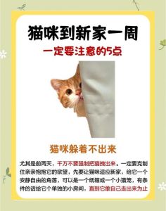 幼猫胆小怕人怎么办_耐心喂零食温柔哄，小猫咪会变可爱的！