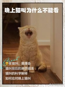 流浪猫半夜惨叫怎么办_流浪猫夜叫心酸,帮帮它们暖安全 流浪猫半夜惨叫怎么办_流浪猫夜叫心酸,帮帮它们暖安全