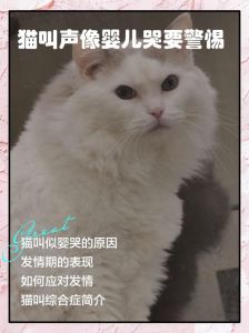 救了猫一命,猫会感恩吗_猫咪也有感情,被救助和长期喂养会与人类建立深厚情感 救了猫一命,猫会感恩吗_猫咪也有感情,被救助和长期喂养会与人类建立深厚情感
