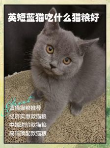 蓝猫吃哪种猫粮容易发腮_想让蓝猫腮帮子胖胖的？高肉粮+营养品，多变化饮食，绝育也很重要！
