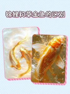 锦鲤好养还是金鱼好养_新手养金鱼锦鲤需谨慎，选择不同养护方式有别