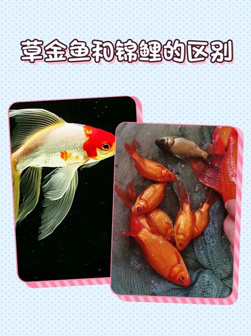 锦鲤怎么区分公鱼母鱼图片_公母锦鲤看体型头型肚皮胸鳍 锦鲤怎么区分公鱼母鱼图片_公母锦鲤看体型头型肚皮胸鳍