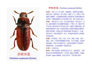 虫子属于小动物吗_虫子原来不是所有小动物，特指昆虫