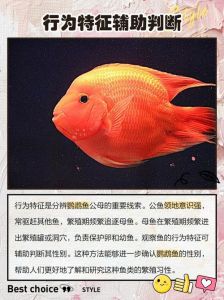 判断鹦鹉鱼公母最准确_鹦鹉鱼公母辨别方法