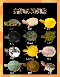 龟苗是指多大的龟_龟苗好养吗？注意温度食物，长大环境要求高