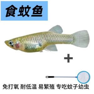 乌龟和金鱼吃的是一种饲料吗_乌龟金鱼别混喂，分开喂食勤换水，养好它们有讲究