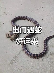 出门看见蛇运气好吗_出门见蛇，运气好不好？心态决定一切！