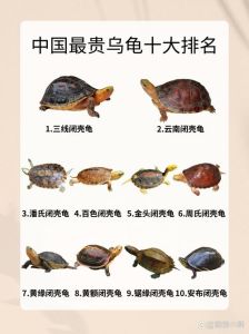 玳瑁属于乌龟吗_玳瑁不是乌龟亲戚，保护它壳，它在海里爱游泳