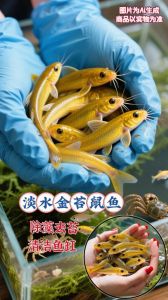十大小型热带鱼好养_新手养热带鱼，选好养品种如斑马鱼孔雀鱼，简单好看！
