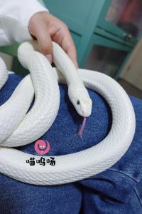 白娘娘宠物蛇图片_《新白娘子传奇》影响下，养白色蛇成时尚，合法价格难度需考虑