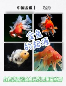 看金鱼是什么梗_警惕！看金鱼是约会暗语，别让坏人有机可乘！