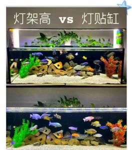 金鱼缸爆藻灯怎么选_鱼缸爆藻灯怎么选？40方缸瓦数看情况，别让藻类泛滥