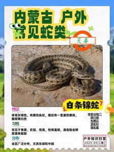 蛇拦路最忌三种行为_春天蛇出没，别怕也别惹，遇蛇绕行拍照，被咬先松绑后就医