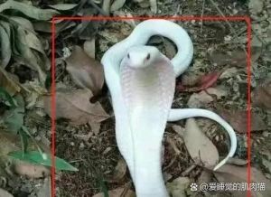 男子携带104条活体蛇_海关严查偷带蛇入境，保护生态安全，违法行为严惩不贷！