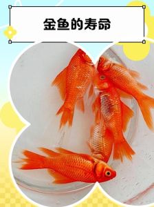 83年属猪的人适合养几条金鱼_数量与位置全解析