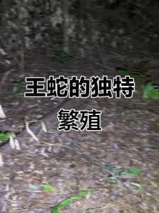 蛇可以人工授精吗_人工养蛇获准，科研助力保护稀有蛇种