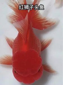 红白狮子头金鱼好养活吗_养好红白狮子头金鱼，注意水质温度喂食，新手也能轻松搞定！