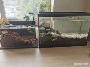野生鱼鱼缸怎么养_大缸透气缓水适应少喂勤氧