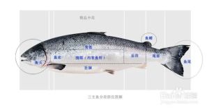 三文鱼各部位图解_烤三文鱼头香，煮鱼背嫩，煎鱼腹酥，鱼籽像红珍珠！