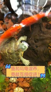 乌龟和鱼能一起养吗_巴西龟吃小鱼？乌龟鱼混养看种类勤换水