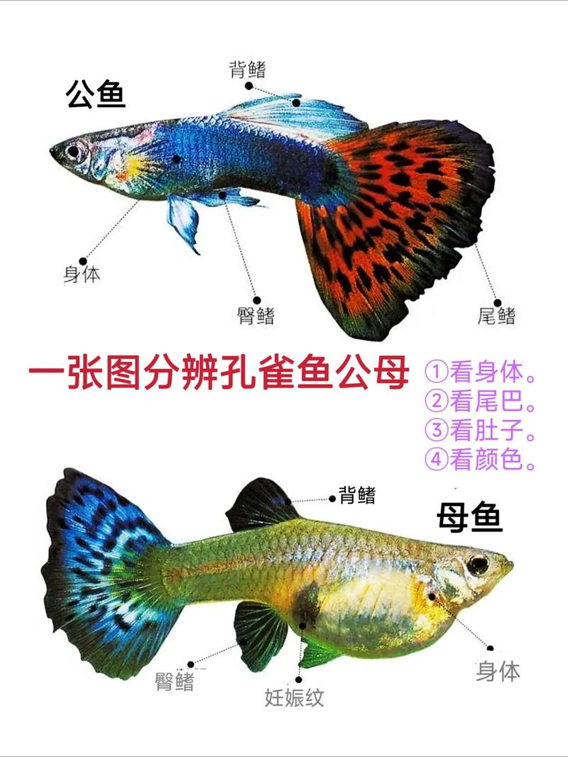 锦鲤怎么区分公鱼母鱼图片_公母锦鲤看体型头型肚皮胸鳍 锦鲤怎么区分公鱼母鱼图片_公母锦鲤看体型头型肚皮胸鳍