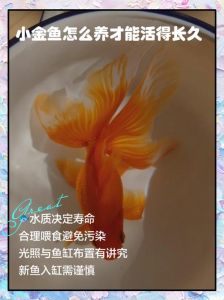 金鱼一大一小好养吗_养大小金鱼，鱼缸池塘要够大，水要干净，选温和品种