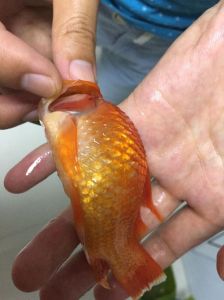 头上长个肉疙瘩的观赏鱼_罗汉鱼肉包（起头）怎么养得大又圆？