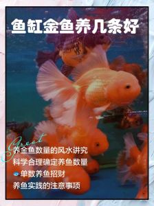 2条小金鱼需要多大的鱼缸_40升鱼缸配好过滤，水质要达标，新手养好它们有耐心