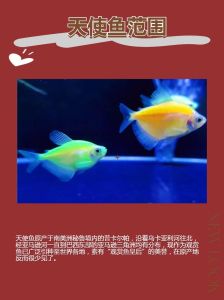 容量12升鱼缸养几条天使鱼_12升鱼缸养天使鱼太挤，水小易生病，养几条合适？