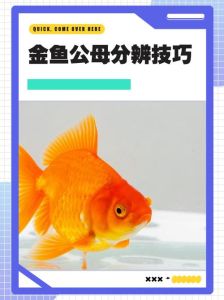 草金鱼分公母对照图_草金鱼春秋繁殖期，看肛门鱼鳍准确配对