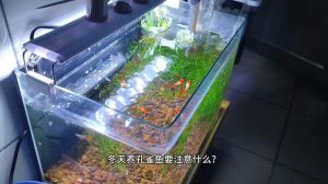 鱼冬季还喂食吗_10℃以上每天喂点，8℃以下隔天喂易消化饵料