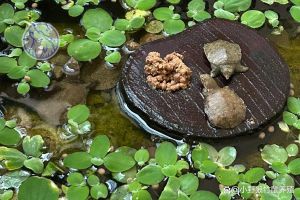 家里甲鱼冬天怎么养_浅水暂养或沙藏，温度湿度平衡最重要！
