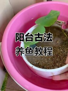 鱼缸鱼草种植方法_新手养水草缸，选砂底床省心，肥力足要加肥，二氧化碳不能少！
