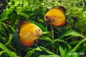 冬天不喂鱼鱼会死掉吗_冬天喂鱼纠结？看水温鱼种，保暖清底是关键！