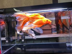 30升的鱼缸能养几条金鱼_30升鱼缸养几条金鱼合适？科学养鱼小贴士