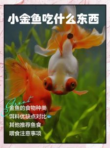 金鱼7天喂一次食可以吗_金鱼喂食看大小和温度，科学养鱼要用心