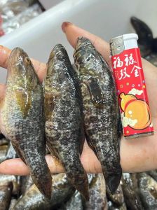 东北老头鱼简介_冻不死还贵，酱焖贼香