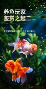 观赏鱼狮子头_威风肉嘟嘟，寓意好兆头！