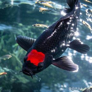 红箭鱼炸鳞最快的恢复方法_红箭鱼炸鳞怎么办？看这里！