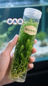 金鱼藻的养殖方法和注意事项_金鱼藻好养耐寒怕热，阳光足长得矮壮，水肥修剪病虫害要注意