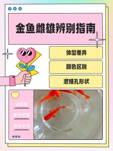 金鱼雄鱼和雌鱼得鉴别_看体态胸鳍生殖孔和行为