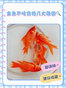 金鱼会咬其他鱼吗_金鱼会咬鱼吗？别担心，教你防咬妙招！