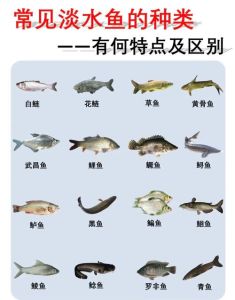 淡水鱼什么品种最好养_泰国斗鱼孔雀鱼斑马鱼，新手养鱼需注意清洁