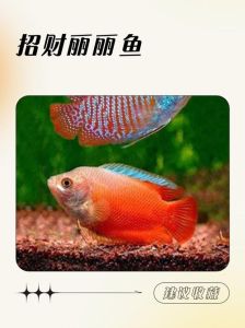 属猪适合养几条鱼招财_养金鱼龙鱼锦鲤招财旺家宅，属猪人必看！