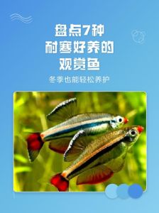 比较耐寒的观赏鱼_冬天不怕冷的金鱼锦鲤，漂亮又好养，家里养几条真好看！