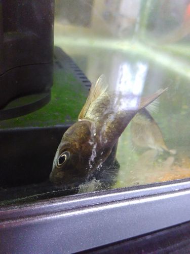 观赏鱼沉底侧翻一天但是没死_金鱼侧翻怎么办？肠炎水温水质原因及处理方法