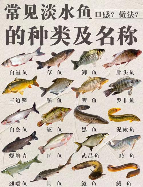 四大名贵淡水鱼_松江鲈太湖白长江刀黄河鲤，都是顶级美味！