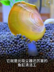 鱼缸放蚬好不好_净水和观赏两不误