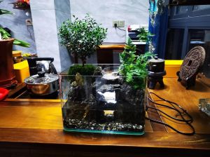 小金鱼晚上鱼缸需要打灯吗_养金鱼晚上关灯休息，白天要光照，水草小鱼都需要平衡